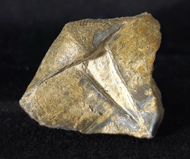 Syringothyris cf. cuspidata (MARTIN 1796) - Bild © FossNet FossilienStore